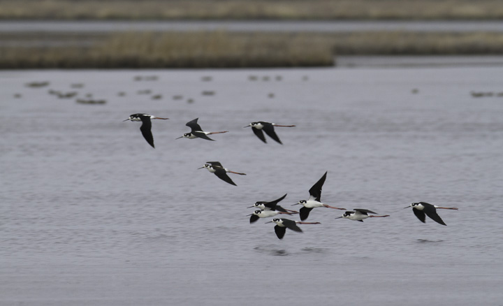 Ten (!) Black-necked Stilts at Truitt's Landing, Worcester Co., Maryland (4/16/2011). Photo by Bill Hubick.