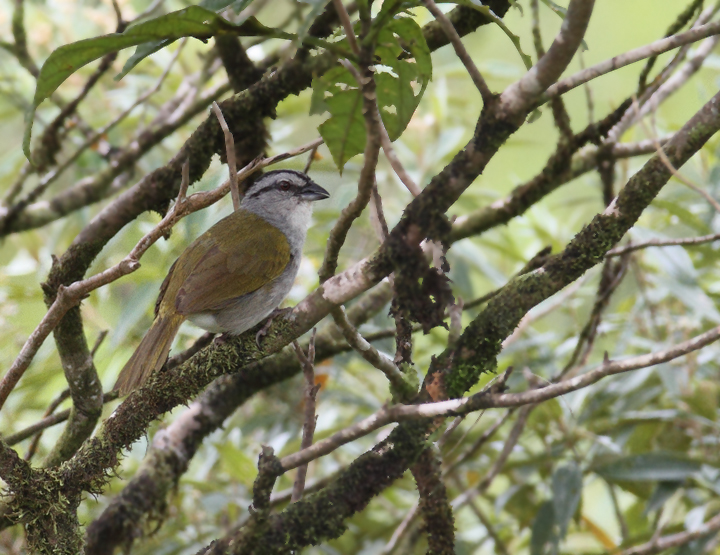 A singing Black-striped Sparrow in the hills at Las Mozas, Panama (7/11/2010). Photo by Bill Hubick.