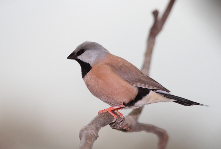 Black-throated Finch - Australia exhibit at the National Aquarium (12/31/2009). Photo by Bill Hubick.