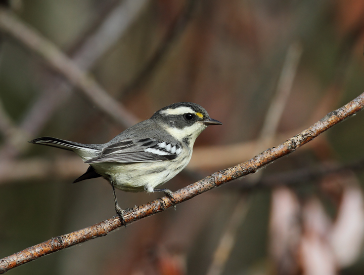 Black-throated Gray Warblers near Portland, Oregon (9/2/2010). Photo by Bill Hubick.