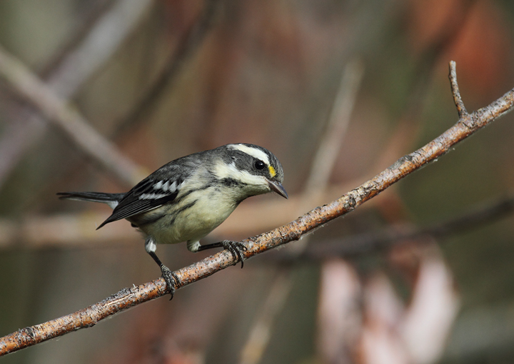 Black-throated Gray Warblers near Portland, Oregon (9/2/2010). Photo by Bill Hubick.