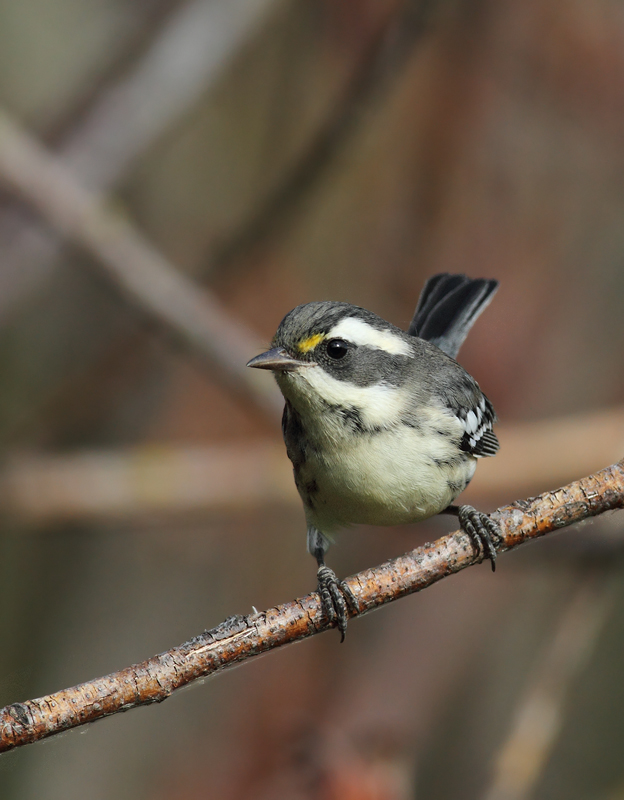 Black-throated Gray Warblers near Portland, Oregon (9/2/2010). Photo by Bill Hubick.