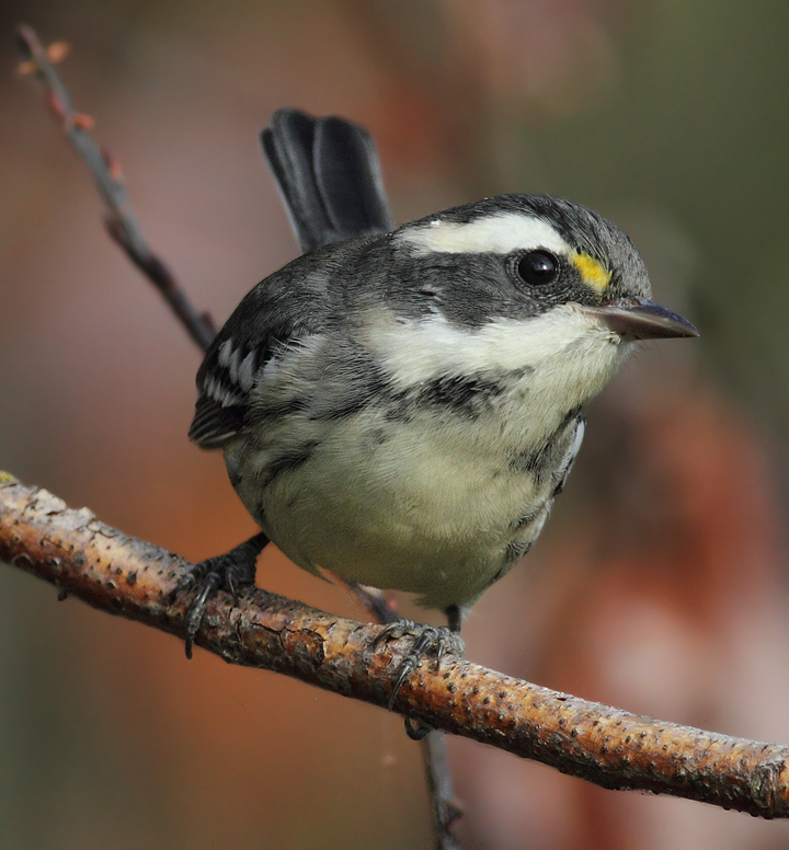 Black-throated Gray Warblers near Portland, Oregon (9/2/2010). Photo by Bill Hubick.