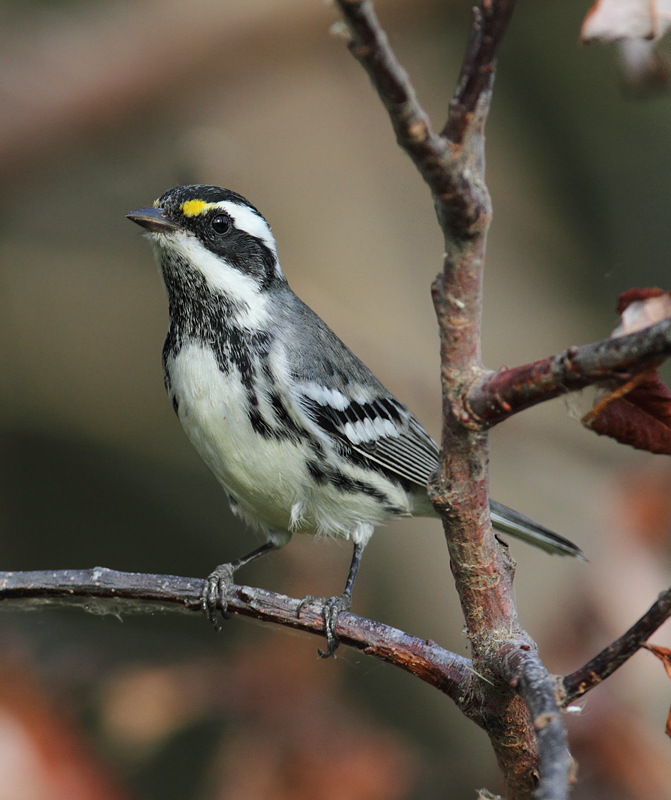 Black-throated Gray Warblers near Portland, Oregon (9/2/2010). Photo by Bill Hubick.