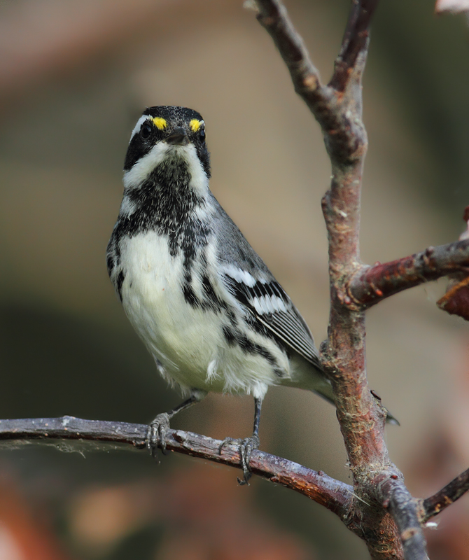 Black-throated Gray Warblers near Portland, Oregon (9/2/2010). Photo by Bill Hubick.