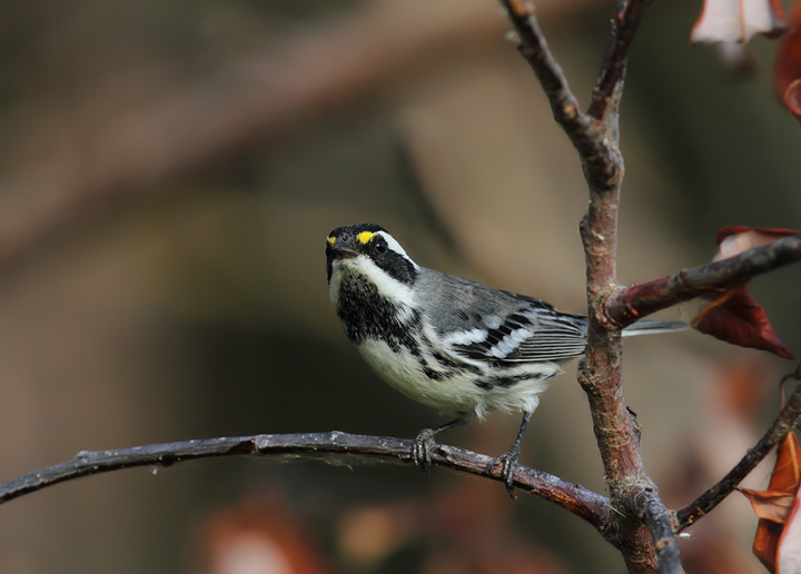 Black-throated Gray Warblers near Portland, Oregon (9/2/2010). Photo by Bill Hubick.