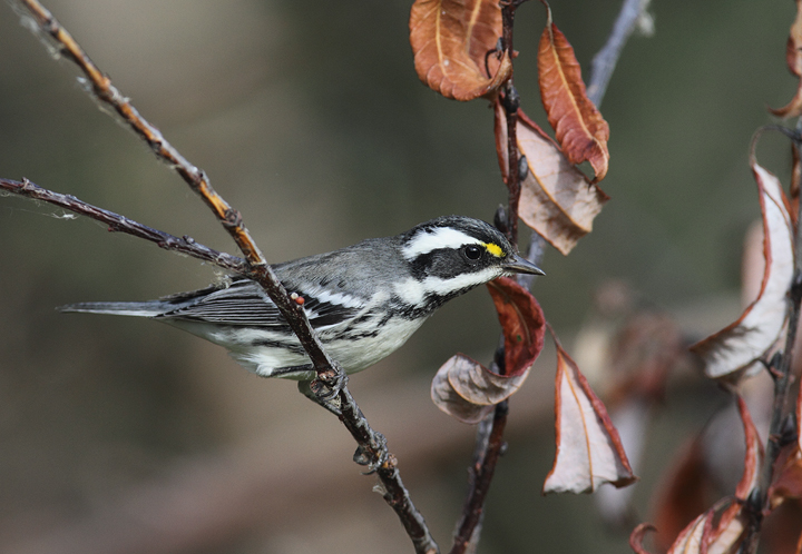 Black-throated Gray Warblers near Portland, Oregon (9/2/2010). Photo by Bill Hubick.