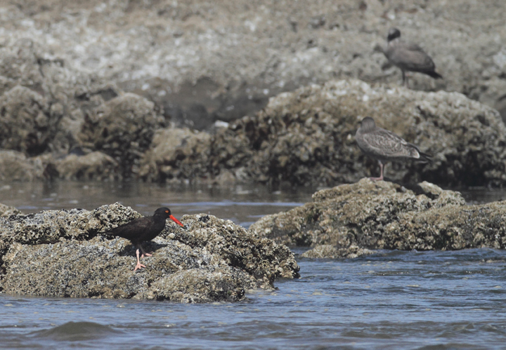 A Black Oystercatcher foraging near Haystack Rock, Oregon (9/3/2010). Photo by Bill Hubick.