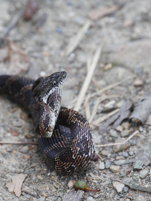 A juvenile Black Rat Snake in Allegany Co., Maryland (7/24/2010). Photo by Bill Hubick.