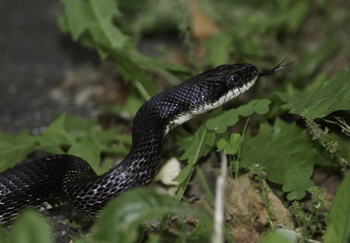 A Black Rat Snake in Washington Co., Maryland (6/4/2011). Photo by Bill Hubick.