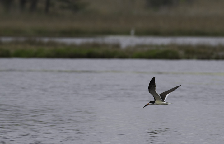 A Black Skimmer at Truitt's Landing, Worcester Co., Maryland (5/14/2011). A new location for us for this species. Photo by Bill Hubick.