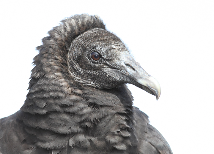 Black Vultures posing for close-up portraits. Click any image to enjoy vulture details you might not have seen so closely... Am I the only person who thinks of elephant skin? Photo by Bill Hubick.