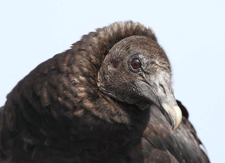 Black Vultures posing for close-up portraits. Click any image to enjoy vulture details you might not have seen so closely... Am I the only person who thinks of elephant skin? Photo by Bill Hubick.