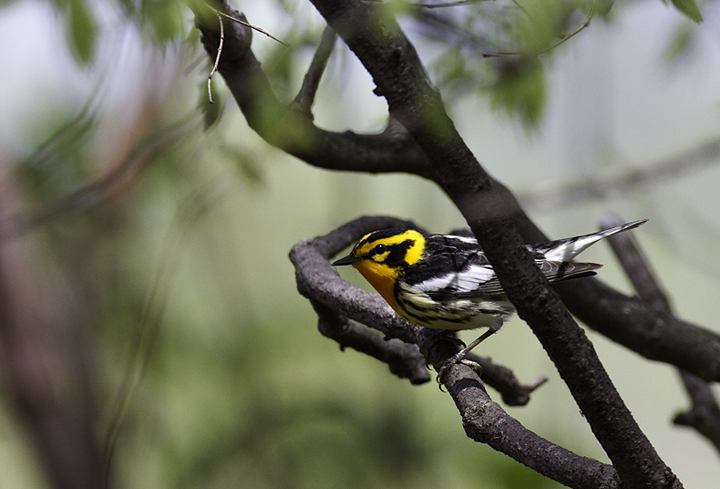 A male Blackburnian Warbler in Green Ridge SF, Maryland (4/30/2011). Photo by Bill Hubick.