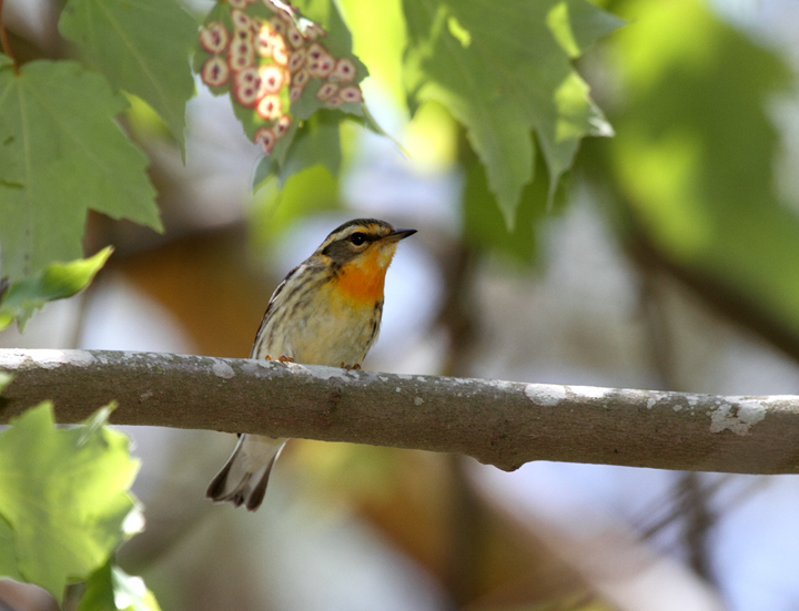 A Blackburnian Warbler on Assateague Island, Maryland (5/14/2010). This was my long-awaited 300th species in Worcester Co., Maryland. I would not have guessed that I would have seen 23 in two days in the county. Photo by Bill Hubick.