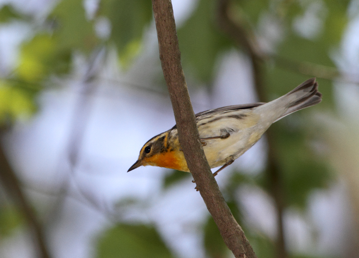 A Blackburnian Warbler on Assateague Island, Maryland (5/14/2010). This was my long-awaited 300th species in Worcester Co., Maryland. I would not have guessed that I would have seen 23 in two days in the county. Photo by Bill Hubick.