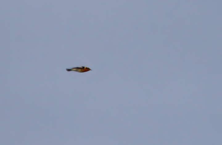 A male Blackburnian Warbler in the morning flight on Assateague (5/15/2010). Photo by Bill Hubick.