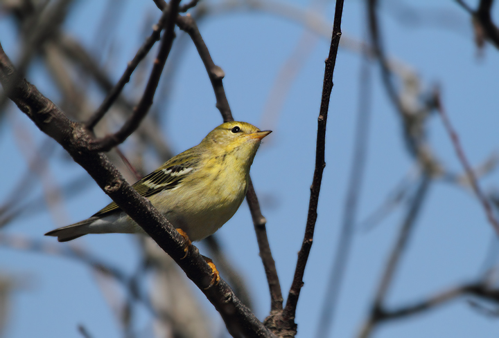 A Blackpoll Warbler on Assateague Island, Maryland (10/10/10). Photo by Bill Hubick.