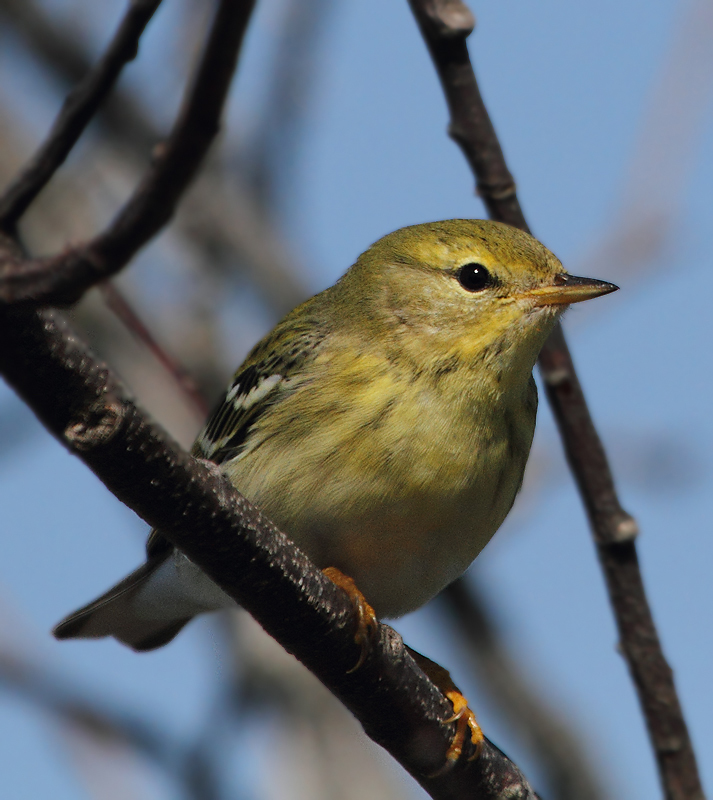 A Blackpoll Warbler on Assateague Island, Maryland (10/10/10). Photo by Bill Hubick.