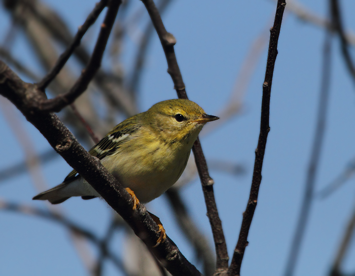 A Blackpoll Warbler on Assateague Island, Maryland (10/10/10). Photo by Bill Hubick.