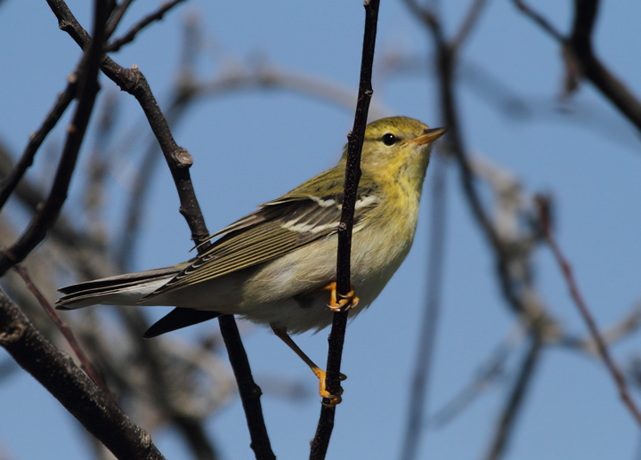 A Blackpoll Warbler on Assateague Island, Maryland (10/10/10). Photo by Bill Hubick.