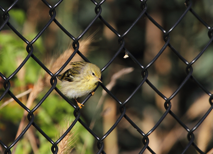 One of several especially confiding Blackpoll Warblers lingering at Fort Smallwood, Maryland (11/16/2010). Photo by Bill Hubick.