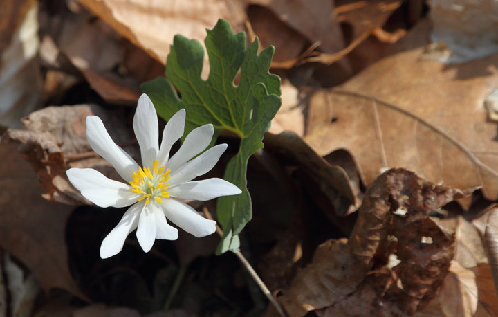 Bloodroot blooming at a roadside in Frederick Co., Maryland (4/3/2010). Photo by Bill Hubick.