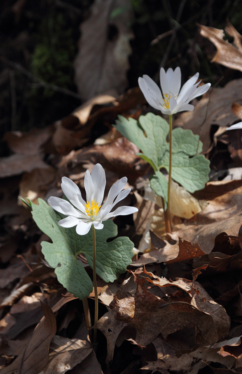 Bloodroot blooming at a roadside in Frederick Co., Maryland (4/3/2010). Photo by Bill Hubick.