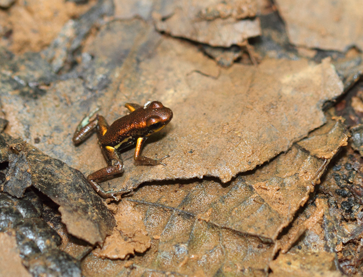 A Blue-bellied Dart Frog in the Nusagandi area of Panama (July 2010). Photo by Bill Hubick.