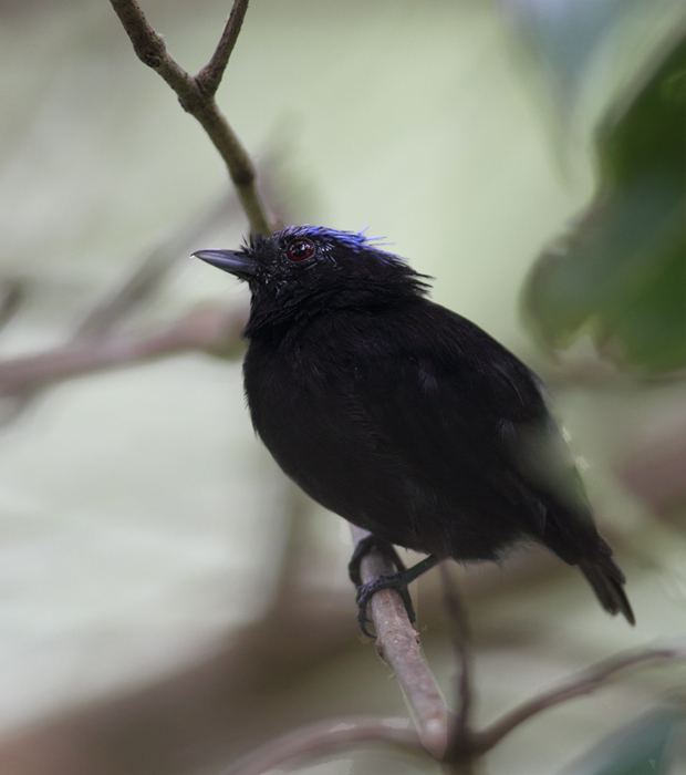 A Blue-crowned Manakin in the Nusagandi area of Panama (July 2010). Photo by Bill Hubick.