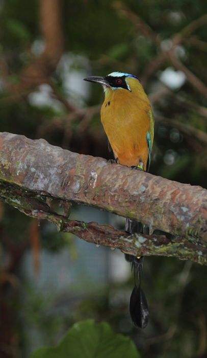 Blue-crowned Motmot - Rainforest exhibit at the National Aquarium (12/31/2009). Photo by Bill Hubick.