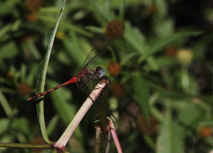 A Blue-faced Meadowhawk in a boggy area of Charles Co., Maryland (10/2/2010). Photo by Bill Hubick.