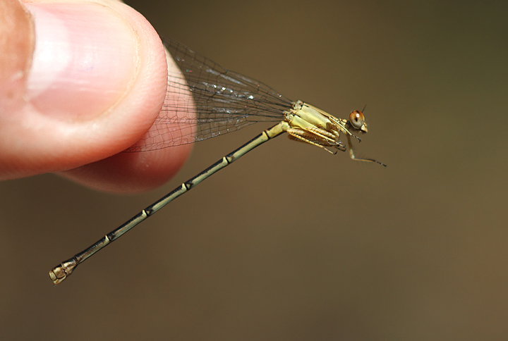 A brown form female Blue-fronted Dancer in Caroline Co., Maryland (6/26/2010). Photo by Bill Hubick.