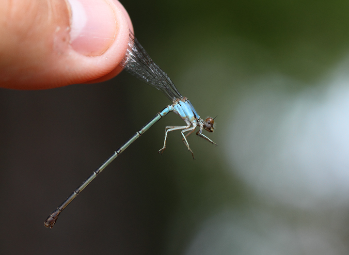 A male Blue-fronted Dancer in Caroline Co., Maryland (6/26/2010). Photo by Bill Hubick.