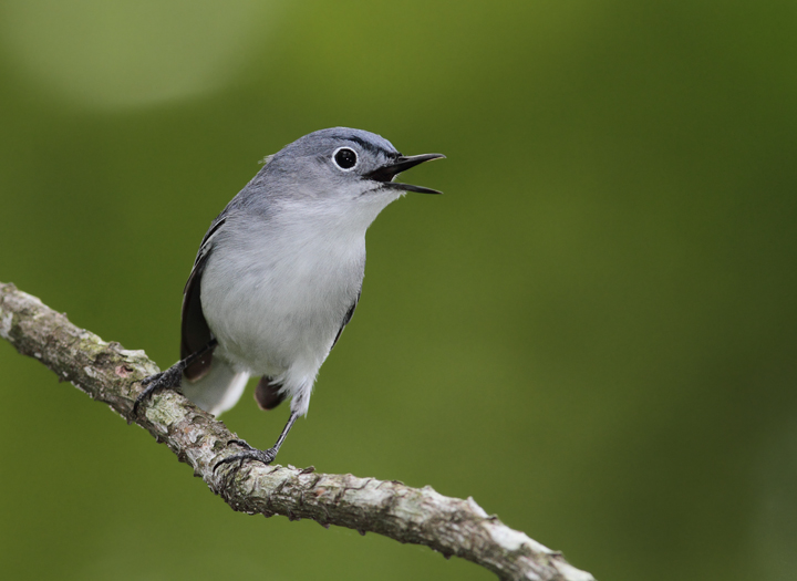 Gnatcatcher Stock Photos and Pictures - 764 Images