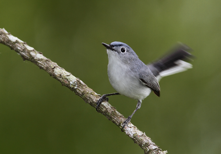 A Blue-gray Gnatcatcher coming in for the kill, Somerset Co., Maryland (5/2/2010). Photo by Bill Hubick.