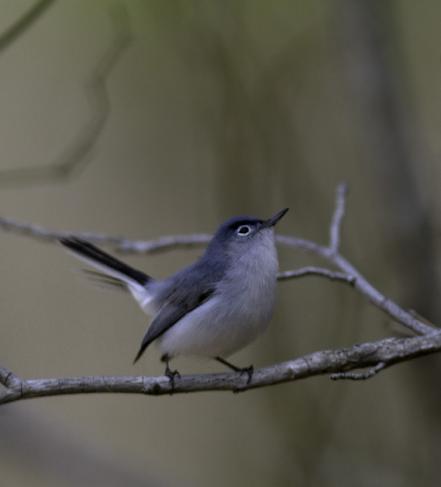 A Blue-gray Gnatcatcher comes in for the kill at Ellis Bay WMA, Wicomico Co., Maryland (4/10/2011). Photo by Bill Hubick.