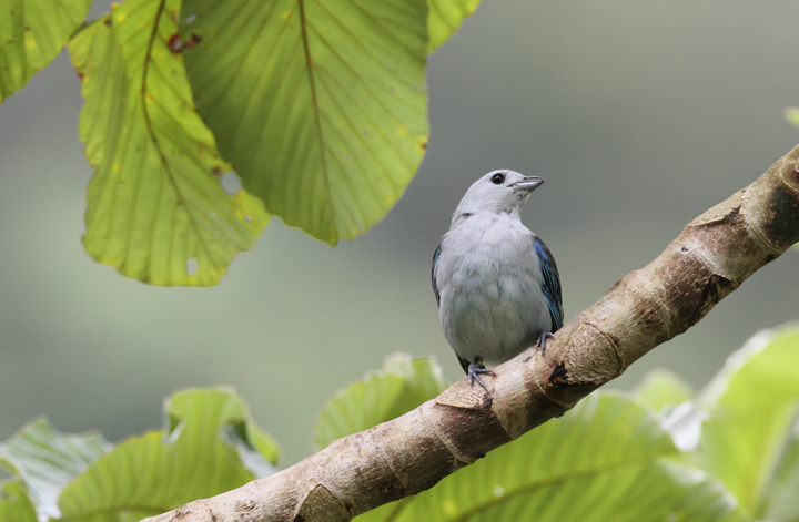 The abundance of Blue-gray Tanagers in the tropics can often distract us from their subtle beauty (El Valle, Panama, 7/12/2010). Photo by Bill Hubick.