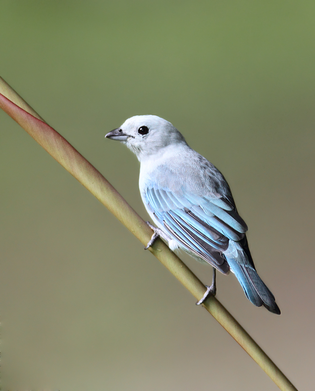 The abundance of Blue-gray Tanagers in the tropics can often distract us from their subtle beauty (El Valle, Panama, 7/12/2010). Photo by Bill Hubick.