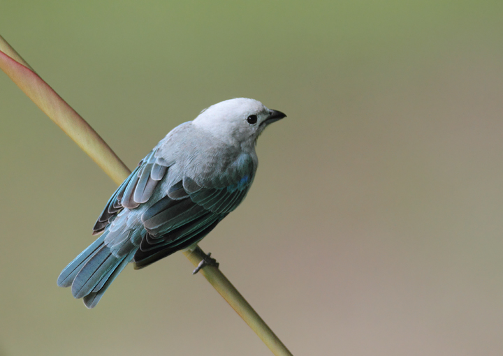 The abundance of Blue-gray Tanagers in the tropics can often distract us from their subtle beauty (El Valle, Panama, 7/12/2010). Photo by Bill Hubick.