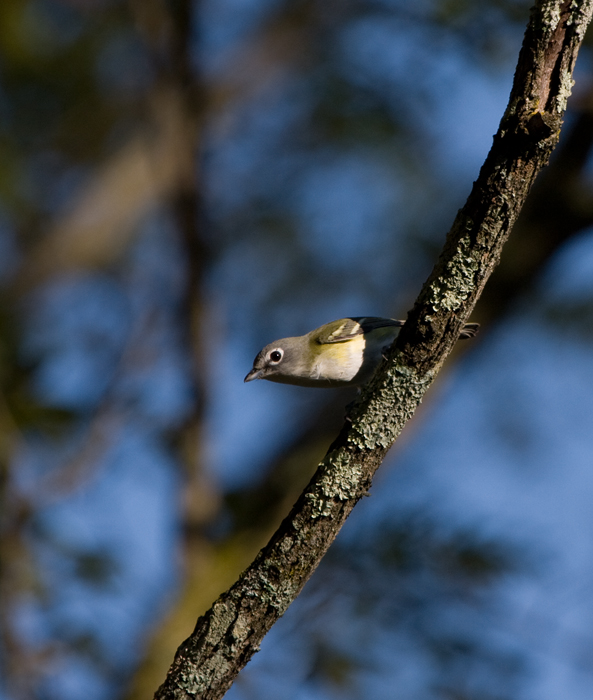 A migrant Blue-headed Vireo at Blairs Valley, Washington Co., Maryland (10/3/2009).