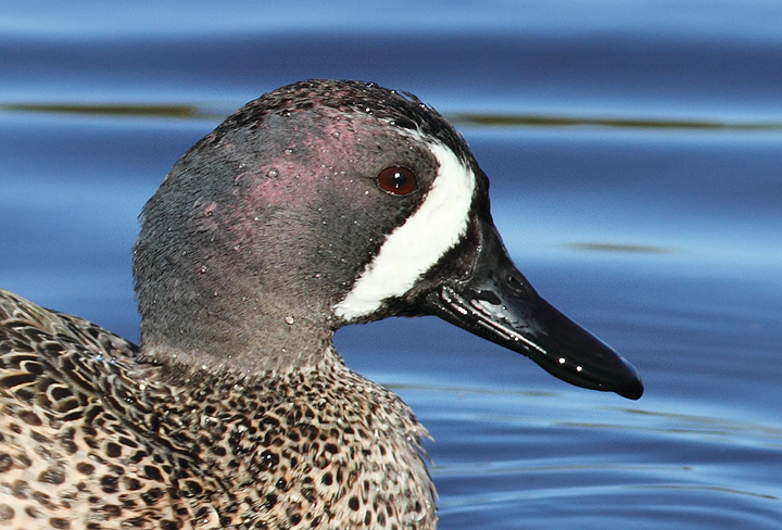 Blue-winged Teal at Green Cay Wetlands, Florida (2/26/2010). Photo by Bill Hubick.