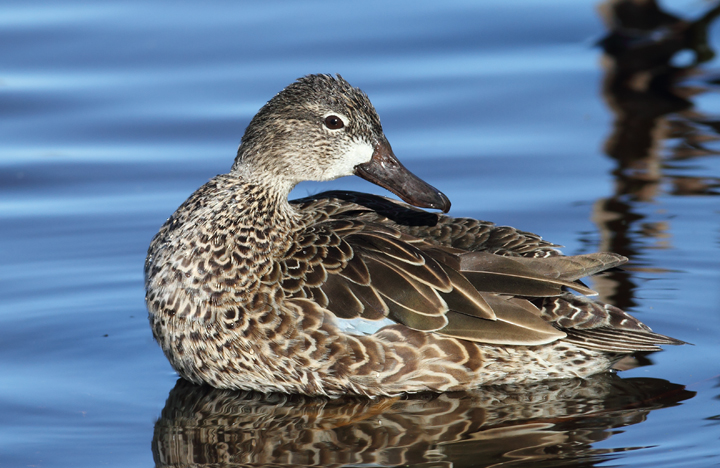 Blue-winged Teal at Green Cay Wetlands, Florida (2/26/2010). Photo by Bill Hubick.