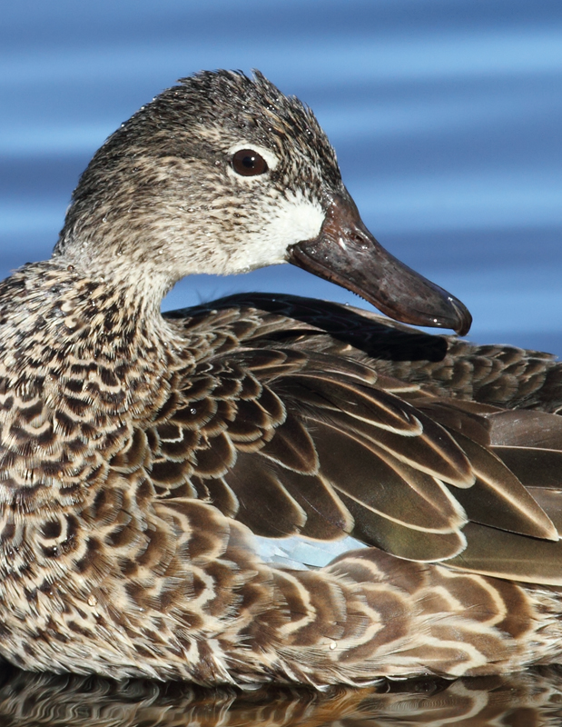 Blue-winged Teal at Green Cay Wetlands, Florida (2/26/2010). Photo by Bill Hubick.