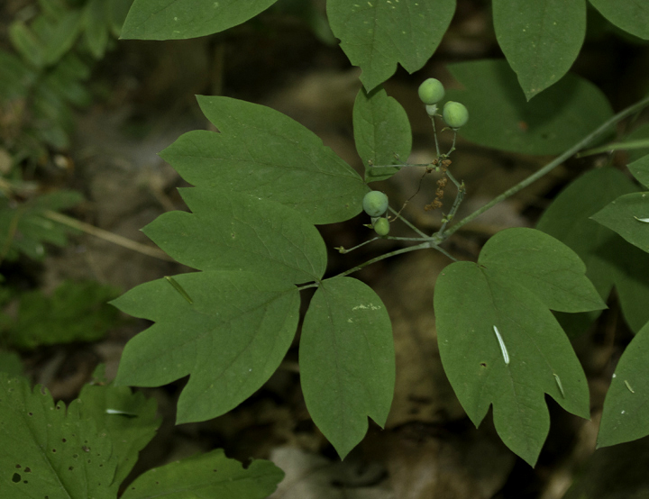 Blue Cohosh (<em>Caulophyllum thalictroides</em>) in Savage River SF, Garrett Co., Maryland (6/12/2011). Photo by Bill Hubick.