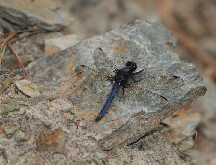 A Blue Corporal in eastern Allegany Co., a new county ode record as of this weekend (4/25/2010). Found by Brighton, Holbrook, and Co. in Green Ridge SF; this individual was photographed north of Flintstone. Photo by Bill Hubick.