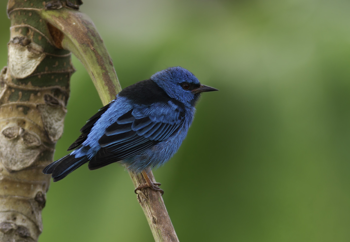 A Blue Dacnis near Gamboa, Panama (7/17/2010). Photo by Bill Hubick.