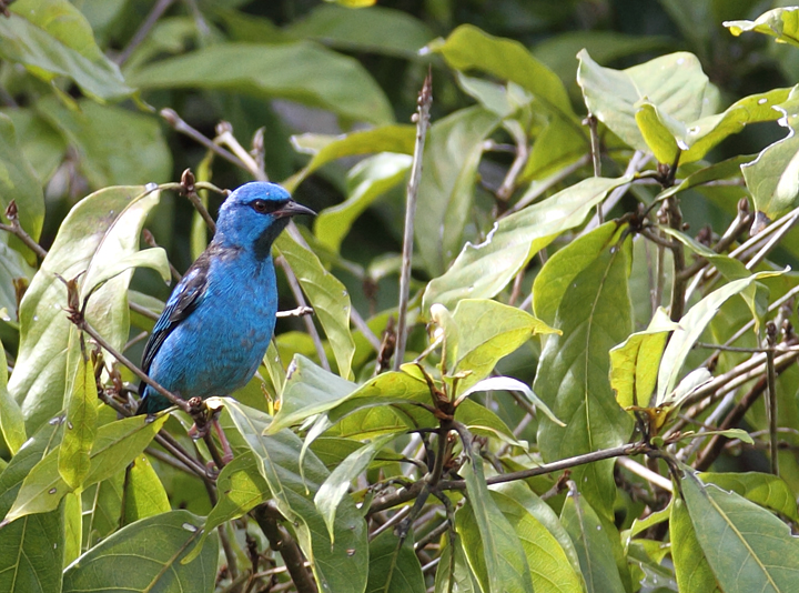 A male Blue Dacnis poses in the canopy at dawn (Panama, July 2010). Photo by Bill Hubick.