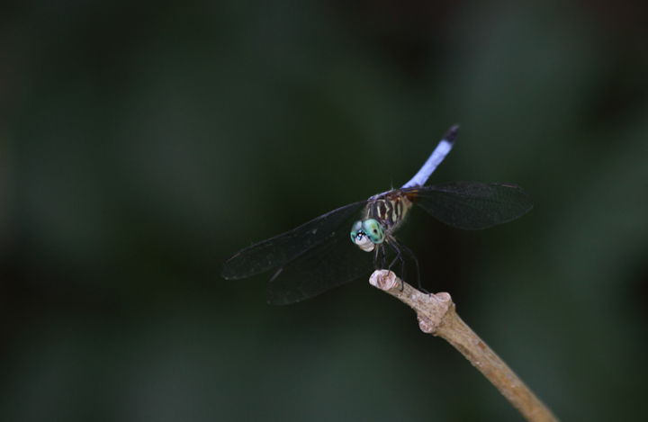 A Blue Dasher at Tuckahoe State Park, Maryland (6/19/2010). Photo by Bill Hubick.