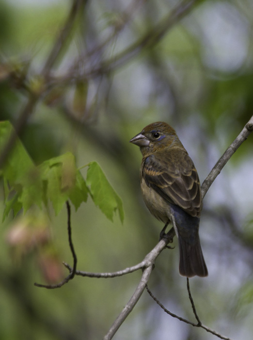 An immature male Blue Grosbeak at Calvert Cliffs SP, Maryland - my first of the year (4/23/2011). Photo by Bill Hubick.